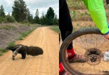 Tamanduá-bandeira causa alvoroço entre ciclistas em trilha perto de Uberlândia Tamanduá-bandeira causa alvoroço entre ciclistas em trilha perto de Uberlândia