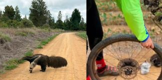 Tamanduá-bandeira causa alvoroço entre ciclistas em trilha perto de Uberlândia Tamanduá-bandeira causa alvoroço entre ciclistas em trilha perto de Uberlândia