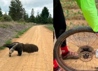 Tamanduá-bandeira causa alvoroço entre ciclistas em trilha perto de Uberlândia Tamanduá-bandeira causa alvoroço entre ciclistas em trilha perto de Uberlândia