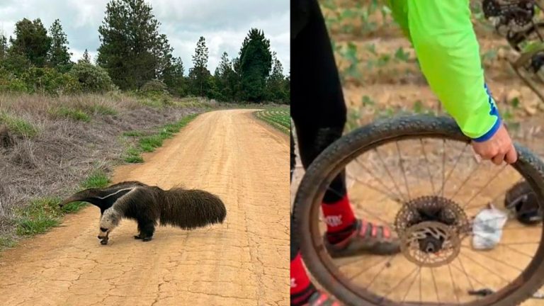 Tamanduá-bandeira causa alvoroço entre ciclistas em trilha perto de Uberlândia