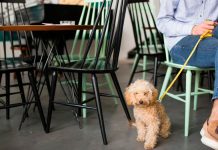 Uberlândia Adota Nova Lei para Criar Espaços Pet Friendly em Comércios e Restaurantes Uberlândia Adota Nova Lei para Criar Espaços Pet Friendly em Comércios e Restaurantes
