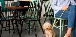 Uberlândia Adota Nova Lei para Criar Espaços Pet Friendly em Comércios e Restaurantes Uberlândia Adota Nova Lei para Criar Espaços Pet Friendly em Comércios e Restaurantes