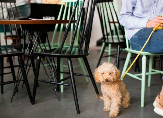 Uberlândia Adota Nova Lei para Criar Espaços Pet Friendly em Comércios e Restaurantes Uberlândia Adota Nova Lei para Criar Espaços Pet Friendly em Comércios e Restaurantes