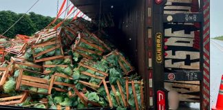 Carreta tombada na BR-146 espalha repolhos pela rodovia Carreta tombada na BR-146 com repolhos espalhados