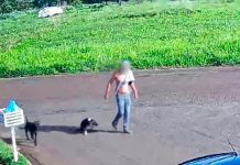 Caso de Violência Contra Cachorro Leva à Prisão em Campina Verde Caso de Violência Contra Cachorro Leva à Prisão em Campina Verde