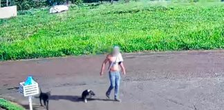Caso de Violência Contra Cachorro Leva à Prisão em Campina Verde Caso de Violência Contra Cachorro Leva à Prisão em Campina Verde