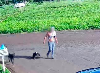 Caso de Violência Contra Cachorro Leva à Prisão em Campina Verde Caso de Violência Contra Cachorro Leva à Prisão em Campina Verde