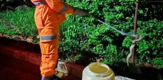 Motorista Encontra Jiboia Surpreendente Escondida no Motor do Carro Motorista Encontra Jiboia Surpreendente Escondida no Motor do Carro