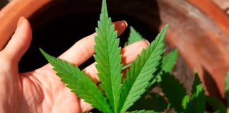 Regulação da Cannabis em Debate: Anvisa Se Reúne nesta Quarta (28) Reunião da Anvisa sobre regulação da cannabis medicinal
