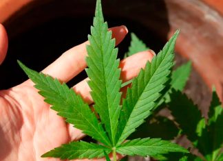 Regulação da Cannabis em Debate: Anvisa Se Reúne nesta Quarta (28) Reunião da Anvisa sobre regulação da cannabis medicinal