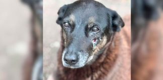 Morte do cão Orelha: Polícia Civil cumpre mandados de busca e apreensão contra menores Foto do cão comunitário Orelha, de pelagem clara, deitado na areia da praia, sobreposta com a faixa de Justiça