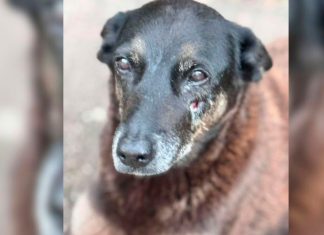 Morte do cão Orelha: Polícia Civil cumpre mandados de busca e apreensão contra menores Foto do cão comunitário Orelha, de pelagem clara, deitado na areia da praia, sobreposta com a faixa de Justiça