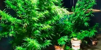 Cultivo de Maconha Revelado: Homem Detido em Operação Policial Plantação de maconha apreendida pela Polícia Militar em Patos de Minas