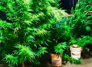 Cultivo de Maconha Revelado: Homem Detido em Operação Policial Plantação de maconha apreendida pela Polícia Militar em Patos de Minas