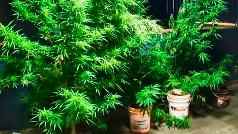 Plantação de maconha apreendida pela Polícia Militar em Patos de Minas