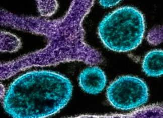 Surto do Vírus Nipah na Índia: Autoridades de Saúde Reagem com Urgência Surto do vírus Nipah na Índia gera alerta de saúde