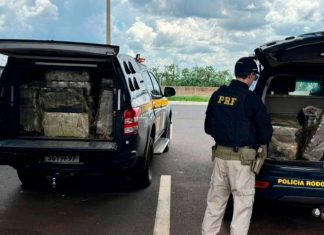 Polícia prende mulher com mais de 500 kg de maconha em direção a Uberaba Tabletes de maconha empilhados ao lado de viatura da PRF em Uberaba