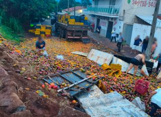 Caminhão tomba em Uberaba, derrubando 24 toneladas de manga Caminhão tombado com 24 toneladas de manga em Uberaba