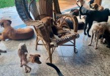 Operação em Uberlândia resgata 22 cães vítimas de maus-tratos após denúncia Cães resgatados pela Polícia Militar de Meio Ambiente em situação de vulnerabilidade.