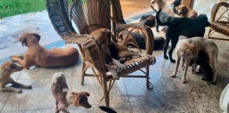 Operação em Uberlândia resgata 22 cães vítimas de maus-tratos após denúncia Cães resgatados pela Polícia Militar de Meio Ambiente em situação de vulnerabilidade.