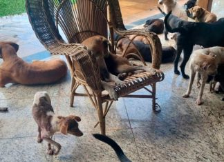 Operação em Uberlândia resgata 22 cães vítimas de maus-tratos após denúncia Cães resgatados pela Polícia Militar de Meio Ambiente em situação de vulnerabilidade.