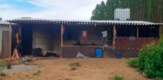 Fazendeiro Denunciado por Trabalho Escravo em MG: Trabalhadores Sobreviviam à Base de Milho, Afirma MPF Trabalhadores resgatados de carvoaria em Tapira, MG