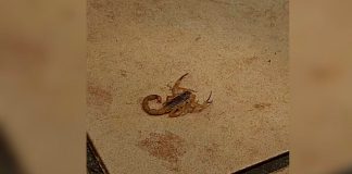 Incidente na UFU: Alunas são socorridas após picadas de escorpião dentro da universidade Fachada do Bloco 5U no Campus Santa Mônica da UFU em Uberlândia, local onde ocorreu o incidente com escorpião