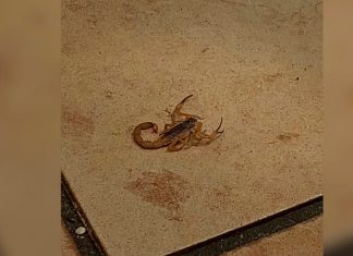 Incidente na UFU: Alunas são socorridas após picadas de escorpião dentro da universidade Fachada do Bloco 5U no Campus Santa Mônica da UFU em Uberlândia, local onde ocorreu o incidente com escorpião