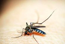 Ituiutaba decreta emergência após casos de dengue saltarem 268% em 2026 Agente de saúde realizando inspeção em criadouros de mosquito Aedes aegypti em Ituiutaba