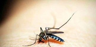 Ituiutaba decreta emergência após casos de dengue saltarem 268% em 2026 Agente de saúde realizando inspeção em criadouros de mosquito Aedes aegypti em Ituiutaba