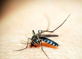 Ituiutaba decreta emergência após casos de dengue saltarem 268% em 2026 Agente de saúde realizando inspeção em criadouros de mosquito Aedes aegypti em Ituiutaba