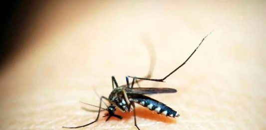 Ituiutaba decreta emergência após casos de dengue saltarem 268% em 2026 Agente de saúde realizando inspeção em criadouros de mosquito Aedes aegypti em Ituiutaba