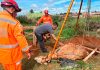 Bombeiros resgatam mula de 300 kg presa em buraco no Parque das Gameleiras Bombeiros de Uberaba utilizando tripé e cordas para resgatar uma mula de 300 kg de um buraco