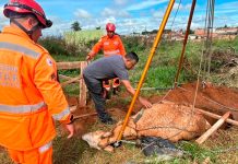 Bombeiros resgatam mula de 300 kg presa em buraco no Parque das Gameleiras Bombeiros de Uberaba utilizando tripé e cordas para resgatar uma mula de 300 kg de um buraco