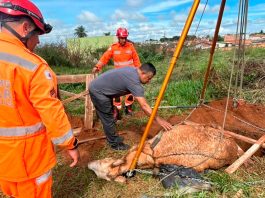Bombeiros resgatam mula de 300 kg presa em buraco no Parque das Gameleiras Bombeiros de Uberaba utilizando tripé e cordas para resgatar uma mula de 300 kg de um buraco