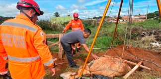 Bombeiros resgatam mula de 300 kg presa em buraco no Parque das Gameleiras Bombeiros de Uberaba utilizando tripé e cordas para resgatar uma mula de 300 kg de um buraco