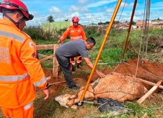 Bombeiros resgatam mula de 300 kg presa em buraco no Parque das Gameleiras Bombeiros de Uberaba utilizando tripé e cordas para resgatar uma mula de 300 kg de um buraco