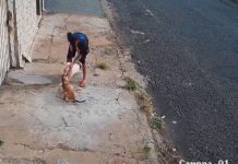 Câmera de Segurança Flagra Ataque de Pitbull sem Focinheira contra Vira-Lata na Rua Rafael Rinaldi Homem tenta conter cão Pitbull claro que ataca uma cadela vira-lata caramelo na calçada da Rua Rafael Rinaldi, no bairro Osvaldo Rezende