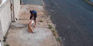 Câmera de Segurança Flagra Ataque de Pitbull sem Focinheira contra Vira-Lata na Rua Rafael Rinaldi Homem tenta conter cão Pitbull claro que ataca uma cadela vira-lata caramelo na calçada da Rua Rafael Rinaldi, no bairro Osvaldo Rezende