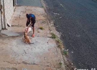 Câmera de Segurança Flagra Ataque de Pitbull sem Focinheira contra Vira-Lata na Rua Rafael Rinaldi Homem tenta conter cão Pitbull claro que ataca uma cadela vira-lata caramelo na calçada da Rua Rafael Rinaldi, no bairro Osvaldo Rezende