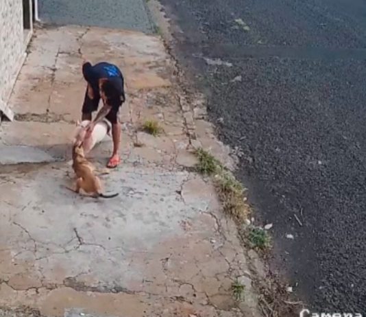Câmera de Segurança Flagra Ataque de Pitbull sem Focinheira contra Vira-Lata na Rua Rafael Rinaldi Homem tenta conter cão Pitbull claro que ataca uma cadela vira-lata caramelo na calçada da Rua Rafael Rinaldi, no bairro Osvaldo Rezende
