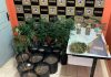 Homem é preso em Coromandel com estufa tecnológica para cultivo de cannabis Estufa improvisada com luzes artificiais e vasos de plantas de maconha em diversos tamanhos dentro de um imóvel.