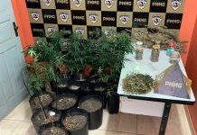 Homem é preso em Coromandel com estufa tecnológica para cultivo de cannabis Estufa improvisada com luzes artificiais e vasos de plantas de maconha em diversos tamanhos dentro de um imóvel.