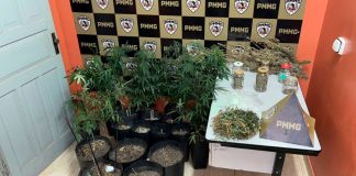 Homem é preso em Coromandel com estufa tecnológica para cultivo de cannabis Estufa improvisada com luzes artificiais e vasos de plantas de maconha em diversos tamanhos dentro de um imóvel.