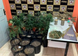 Homem é preso em Coromandel com estufa tecnológica para cultivo de cannabis Estufa improvisada com luzes artificiais e vasos de plantas de maconha em diversos tamanhos dentro de um imóvel.
