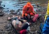 Banhista com sinais de embriaguez é resgatado após afogamento em Uberlândia Equipe de resgate do Corpo de Bombeiros prestando socorro em área de mata e pedras perto de uma cachoeira.