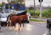 Prefeitura de Uberlândia inicia doação de cavalos e bois apreendidos nas ruas Cavalo em área rural representando a doação de animais de grande porte apreendidos em Uberlândia.