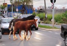 Prefeitura de Uberlândia inicia doação de cavalos e bois apreendidos nas ruas Cavalo em área rural representando a doação de animais de grande porte apreendidos em Uberlândia.
