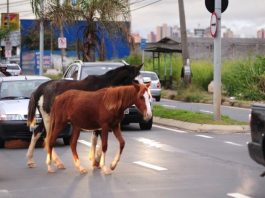 Prefeitura de Uberlândia inicia doação de cavalos e bois apreendidos nas ruas Cavalo em área rural representando a doação de animais de grande porte apreendidos em Uberlândia.