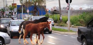 Prefeitura de Uberlândia inicia doação de cavalos e bois apreendidos nas ruas Cavalo em área rural representando a doação de animais de grande porte apreendidos em Uberlândia.